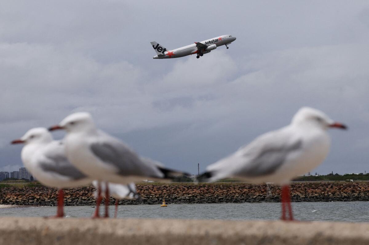 Seagulls stand on a wall overlooking the Sydney Airport as a Jetstar Airbus A320 takes off on the day Qantas Group announced their half-year results, in Sydney.