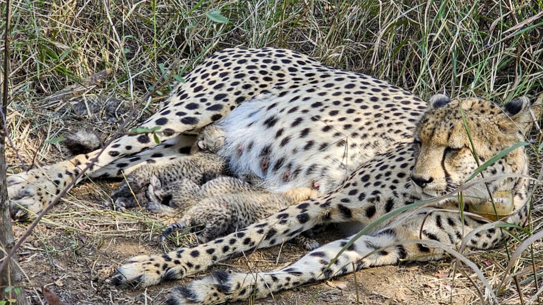 Cheetah Gamini delivers fourth cub at Kuno National Park; population rises to 39