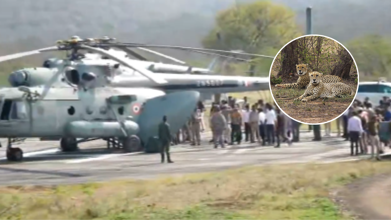 Watch | Nine cheetahs from Botswana arrive at MP's Kuno National Park