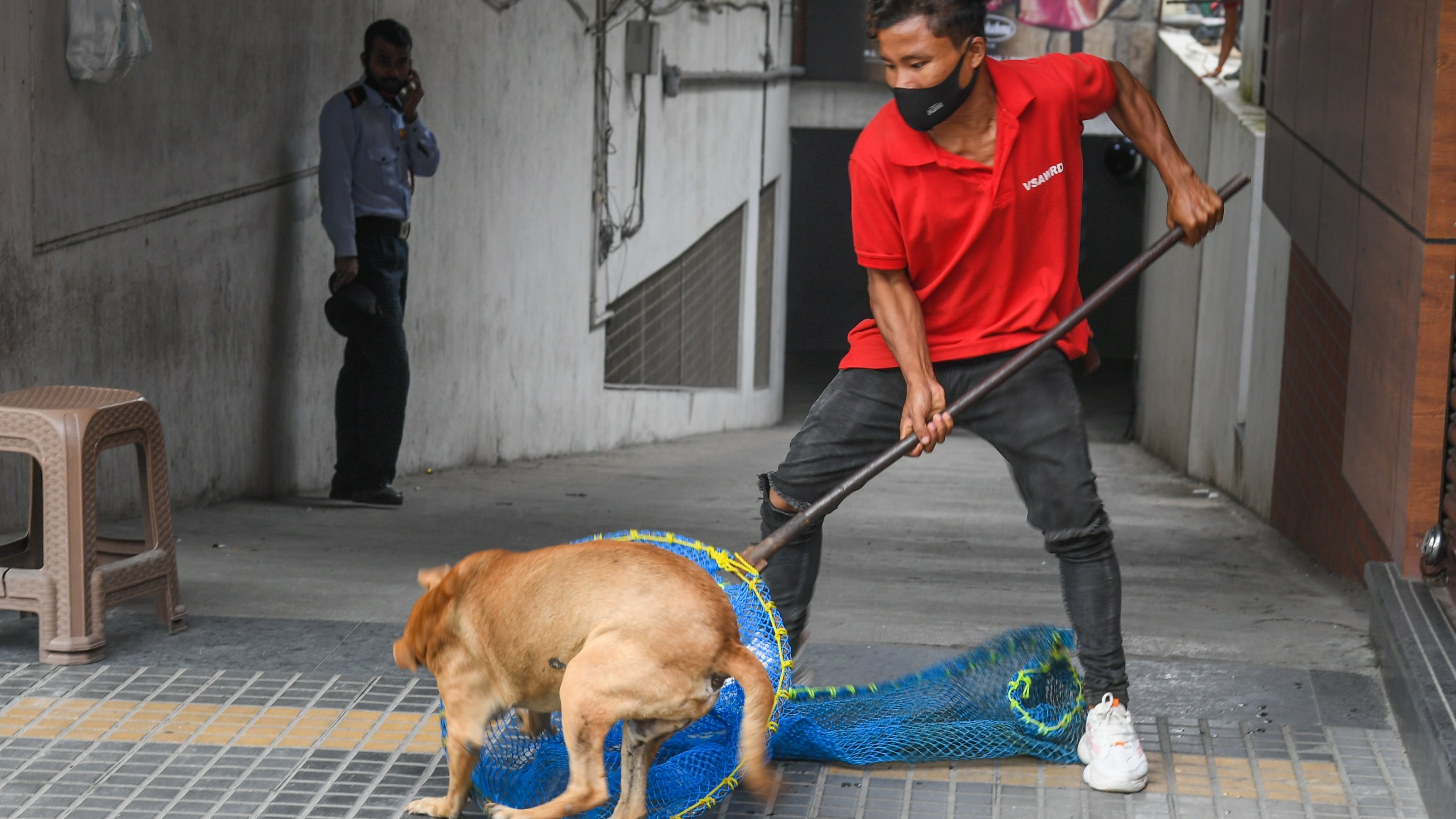 Rabies deaths rise even as Karnataka govt prepares action plan