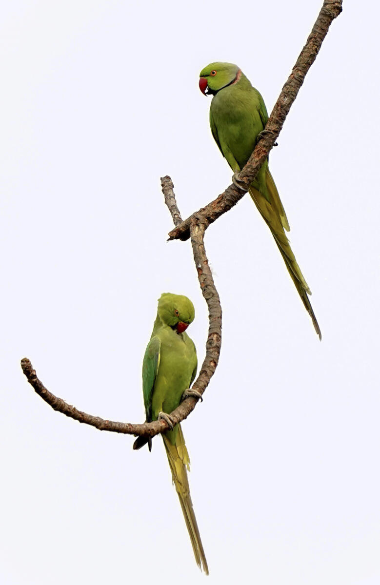 A pair of rose-ringed parakeets perch on a tree back, in Kamrup district, Assam