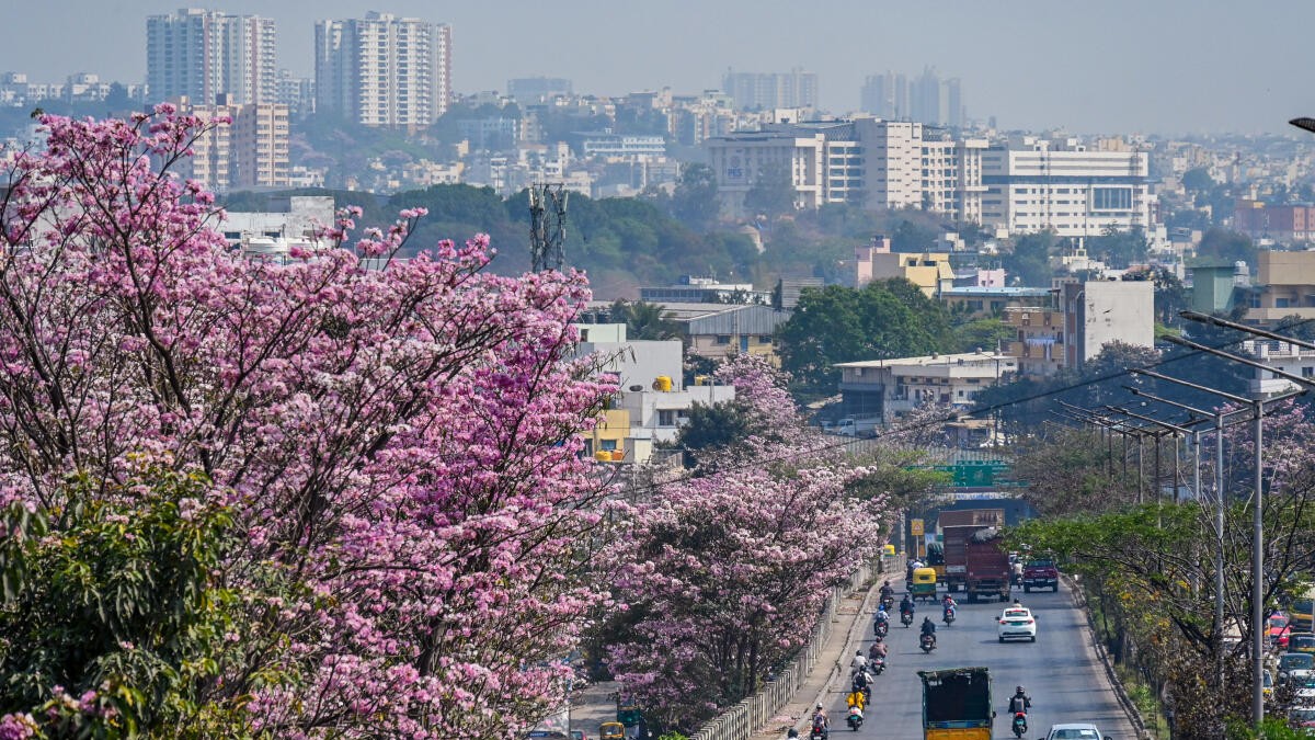 The pink before the gold shower