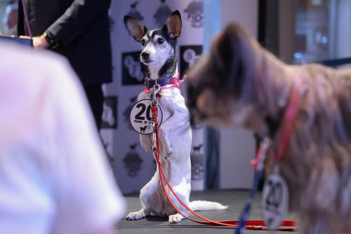 A dog named Glitch presents an award at The FIDO Awards (For Incredible Dogs On Screen) celebrating the best canine performances in cinema, in London