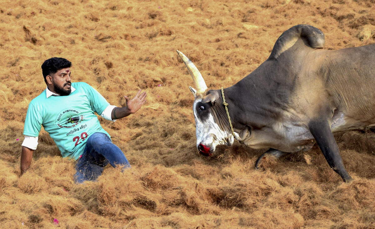 A participant attempts to subdue a bull during Jallikattu, the traditional bull-taming sport, at Jamal Mohamed College premises in Tiruchirappalli, Tamil Nadu