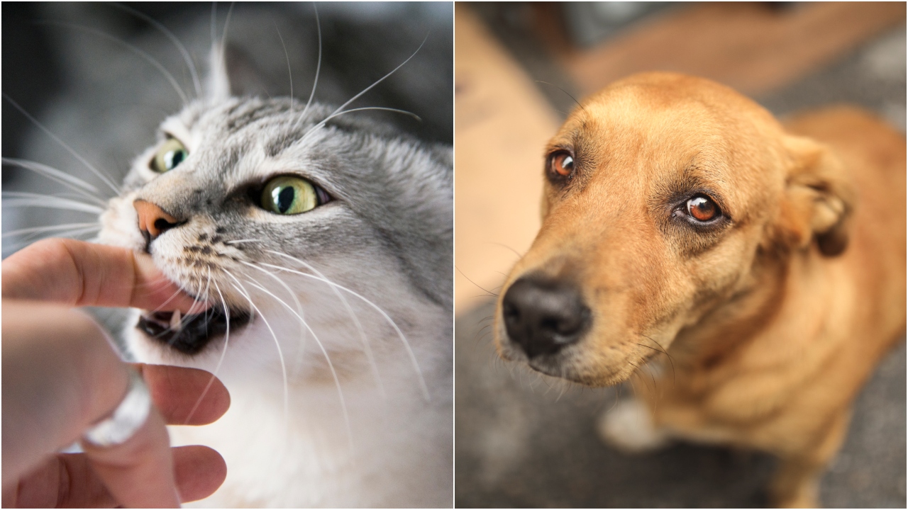 Stray dog attacks may be a concern, but Kerala has feral felines who bite way more!