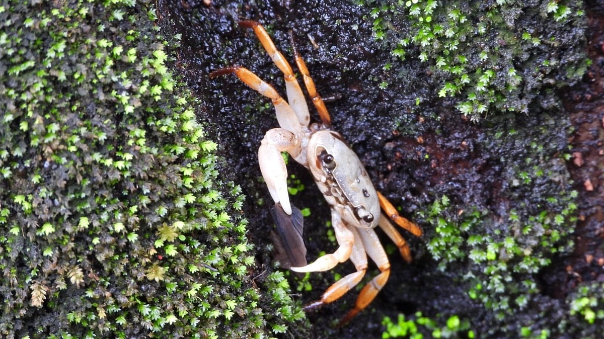Hidden Freshwater Crabs of Western Ghats Reveal Ecosystem Health Secrets