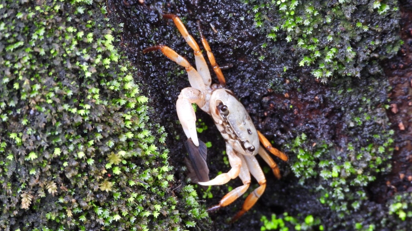 The hidden crabs of the Western Ghats 