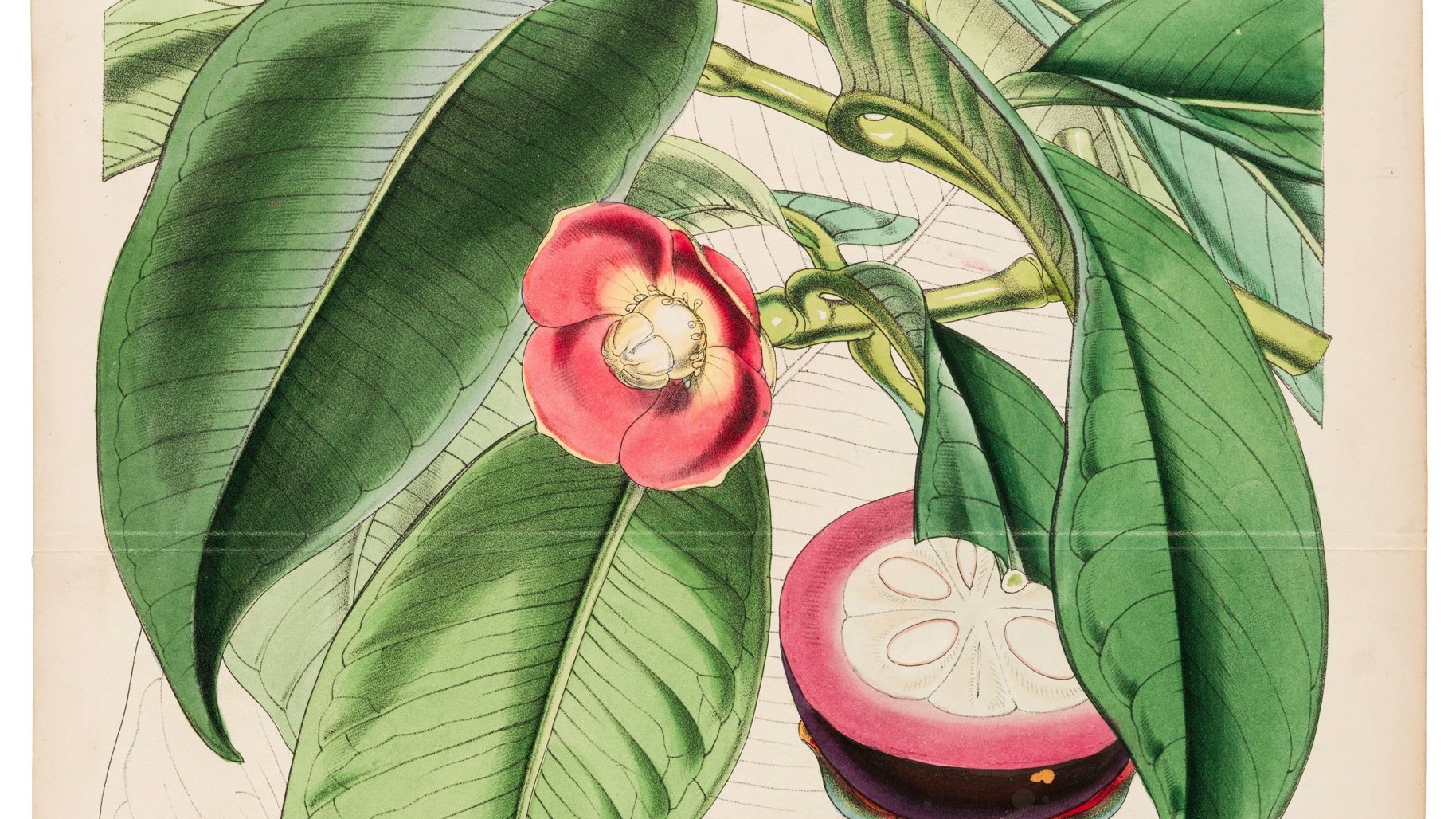 Exhibition of British era botanical surveys 