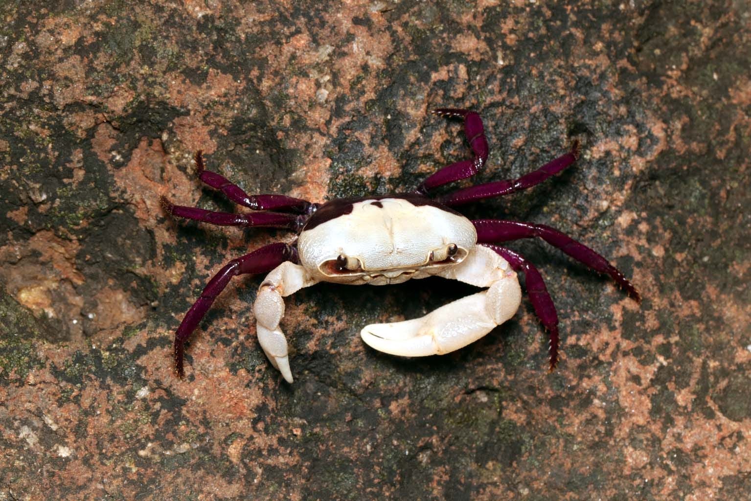 The Ghatiana dvivarna a freshwater crab species in the Western Ghats. Photo by Parshuram Bajantri