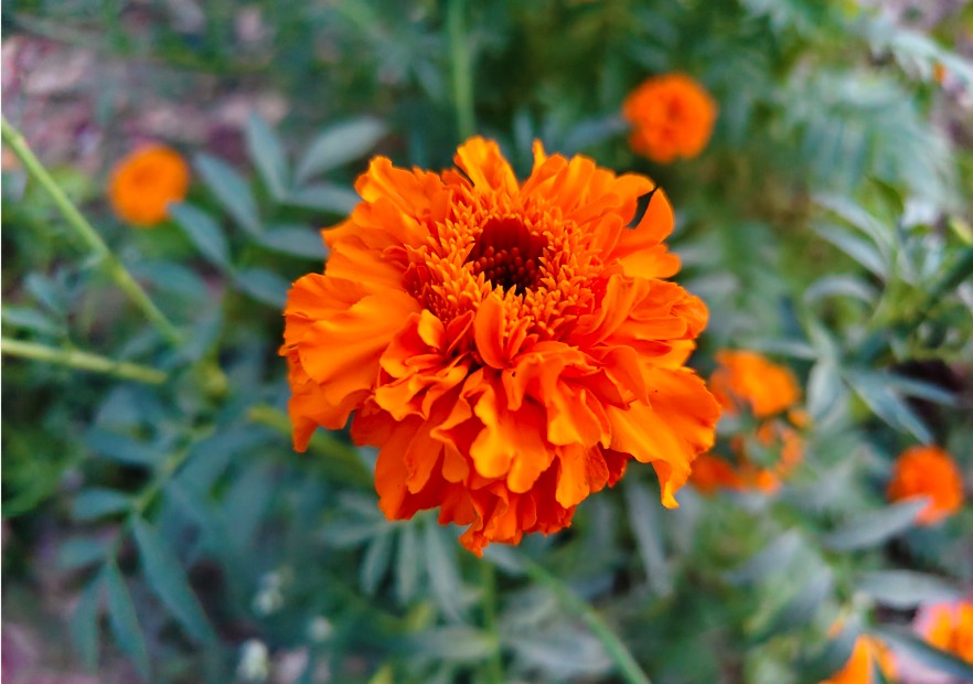 Vivo V70 5G's camera sample.