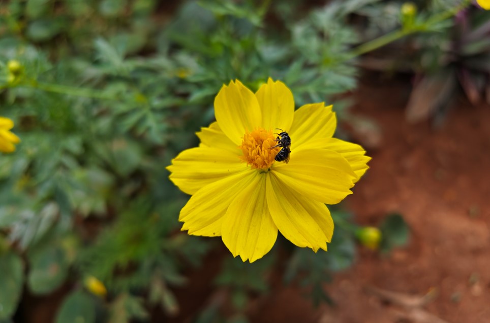 Vivo V70 5G's camera sample.