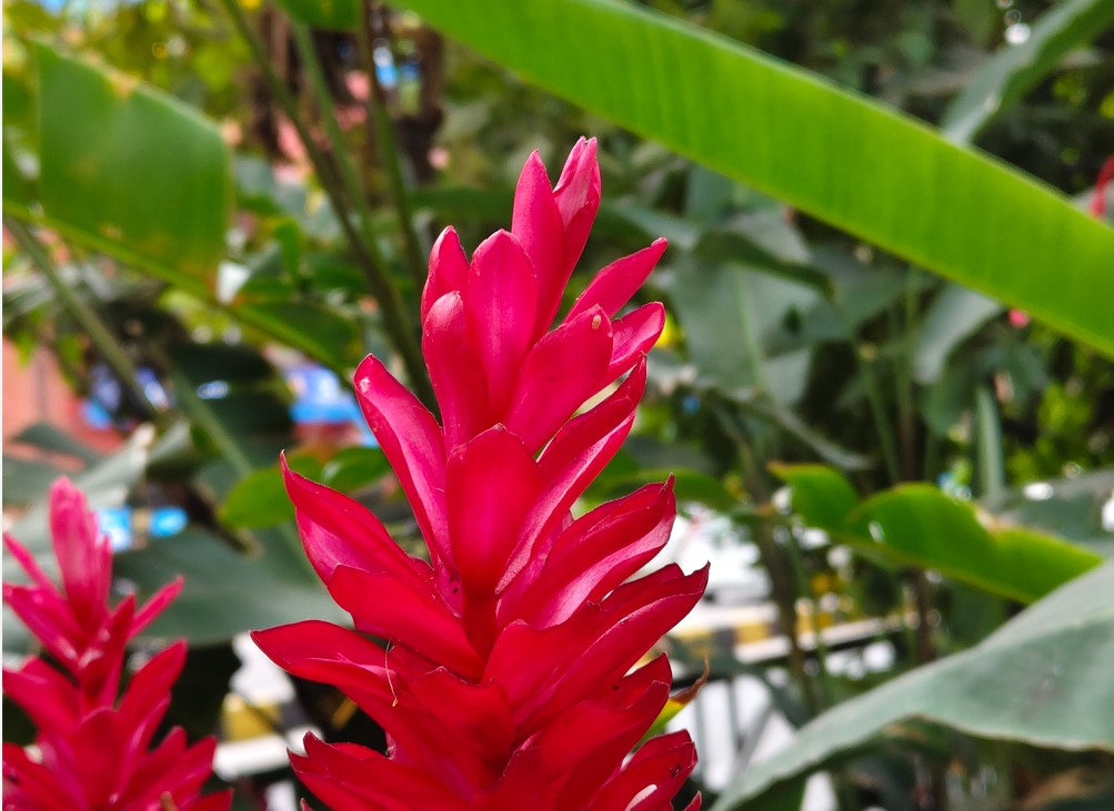 Vivo V70 5G's camera sample.