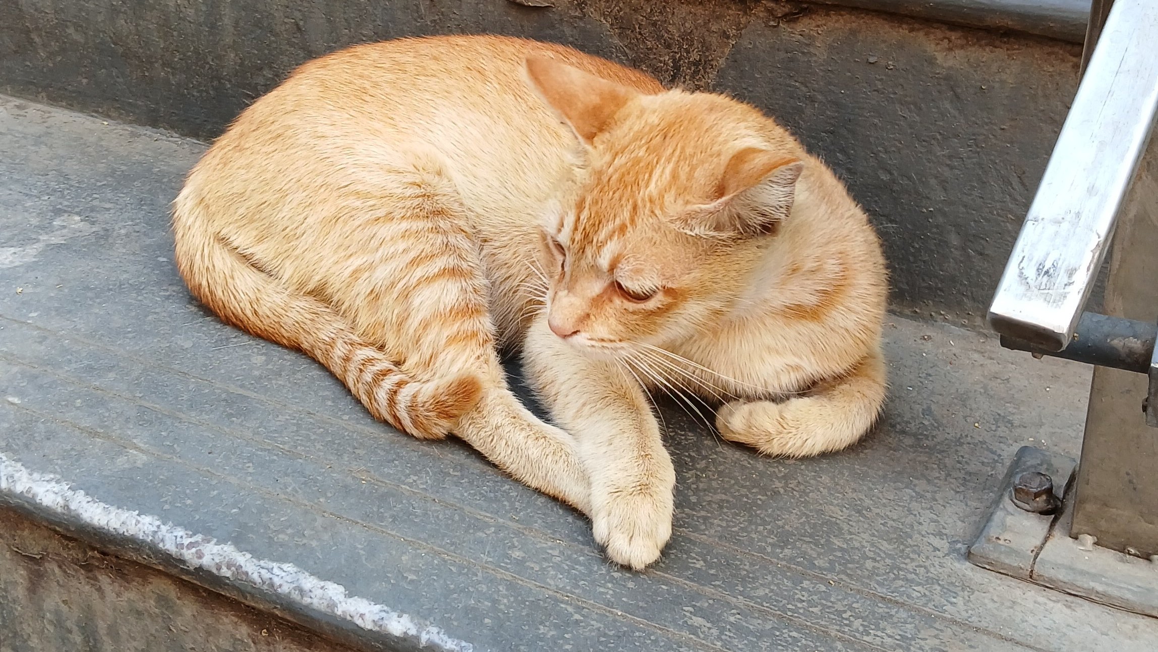 Hello kitty! City’s cats now geo-tagged