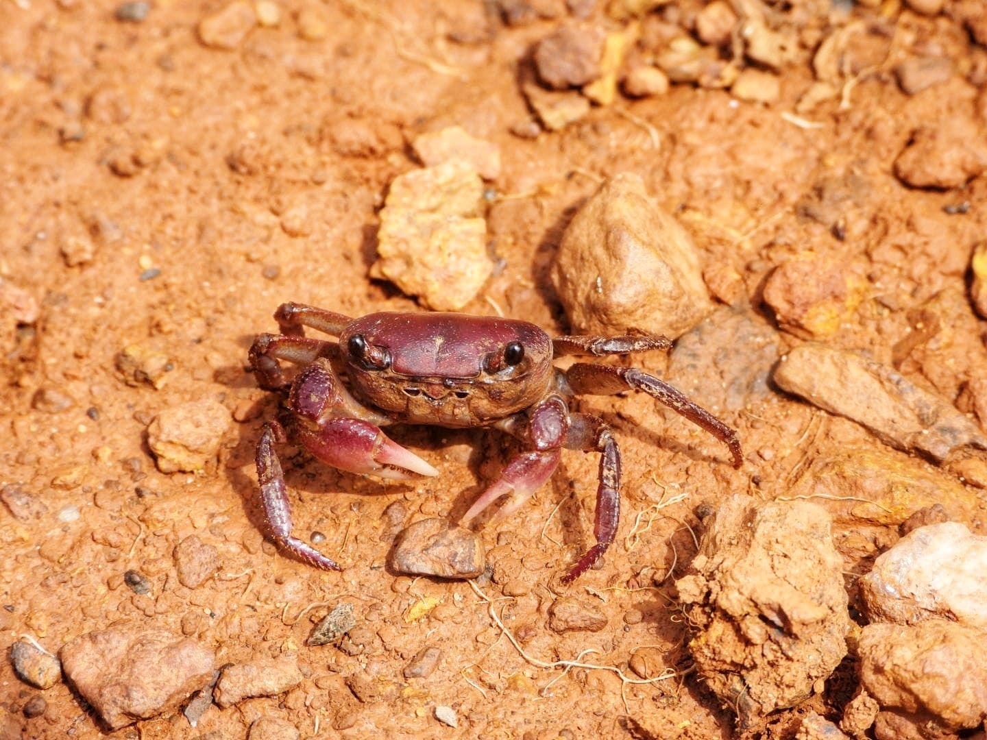 Ghatiana rouxi found under small boulders adjacent to waterfalls along stream banks and forest trails. Photo by Gopal Naik