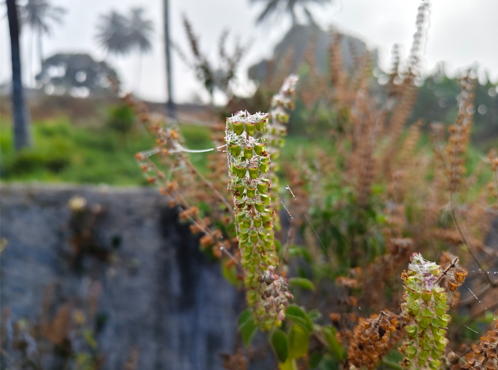 Vivo V70 5G's camera sample.