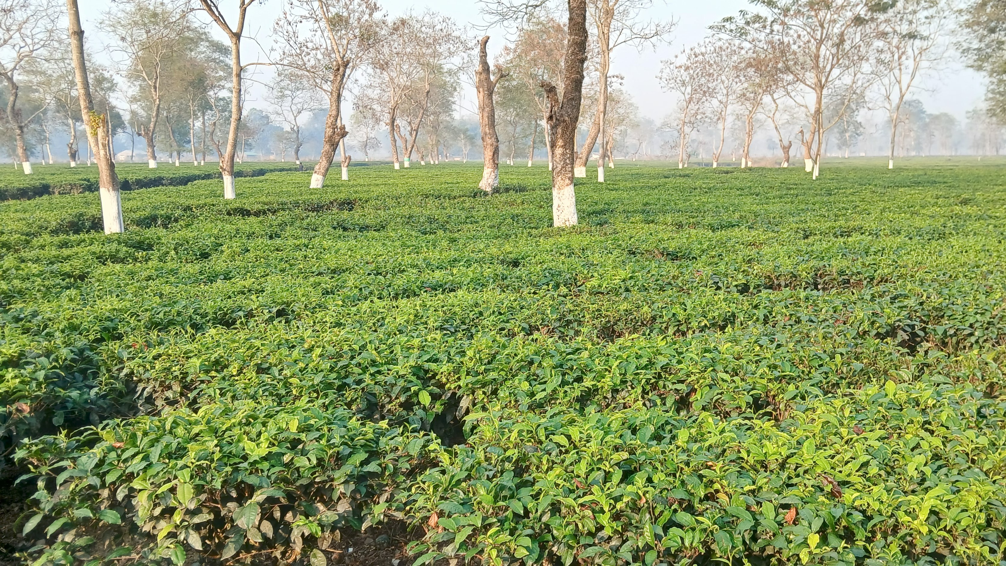Tea traders in Assam fear export halt due to closure of Strait of Hormuz by Iran