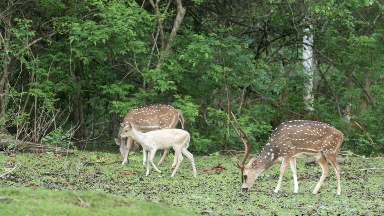 Centre to finalise wildlife vision plan