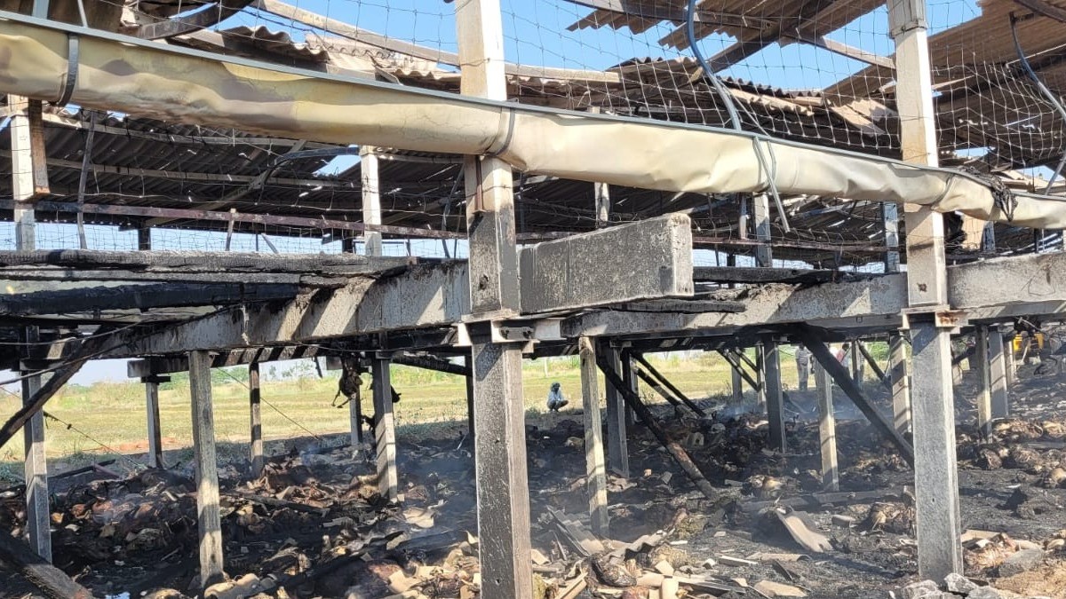 Massive fire kills 700 sheep, lambs in Karnataka's Sindhanur 