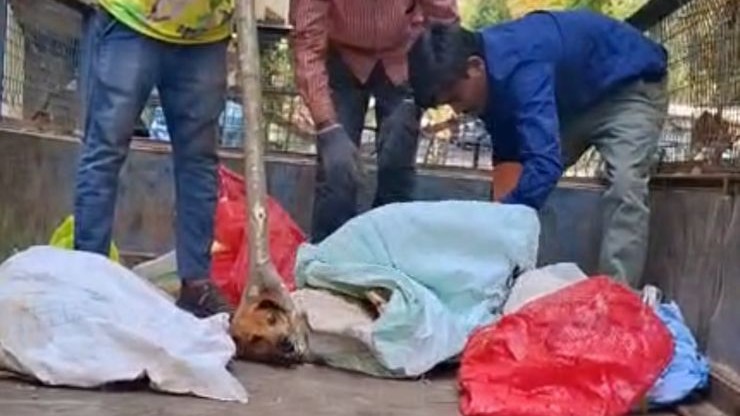 Bengaluru: Video of dogs tied, dumped into truck sparks outrage