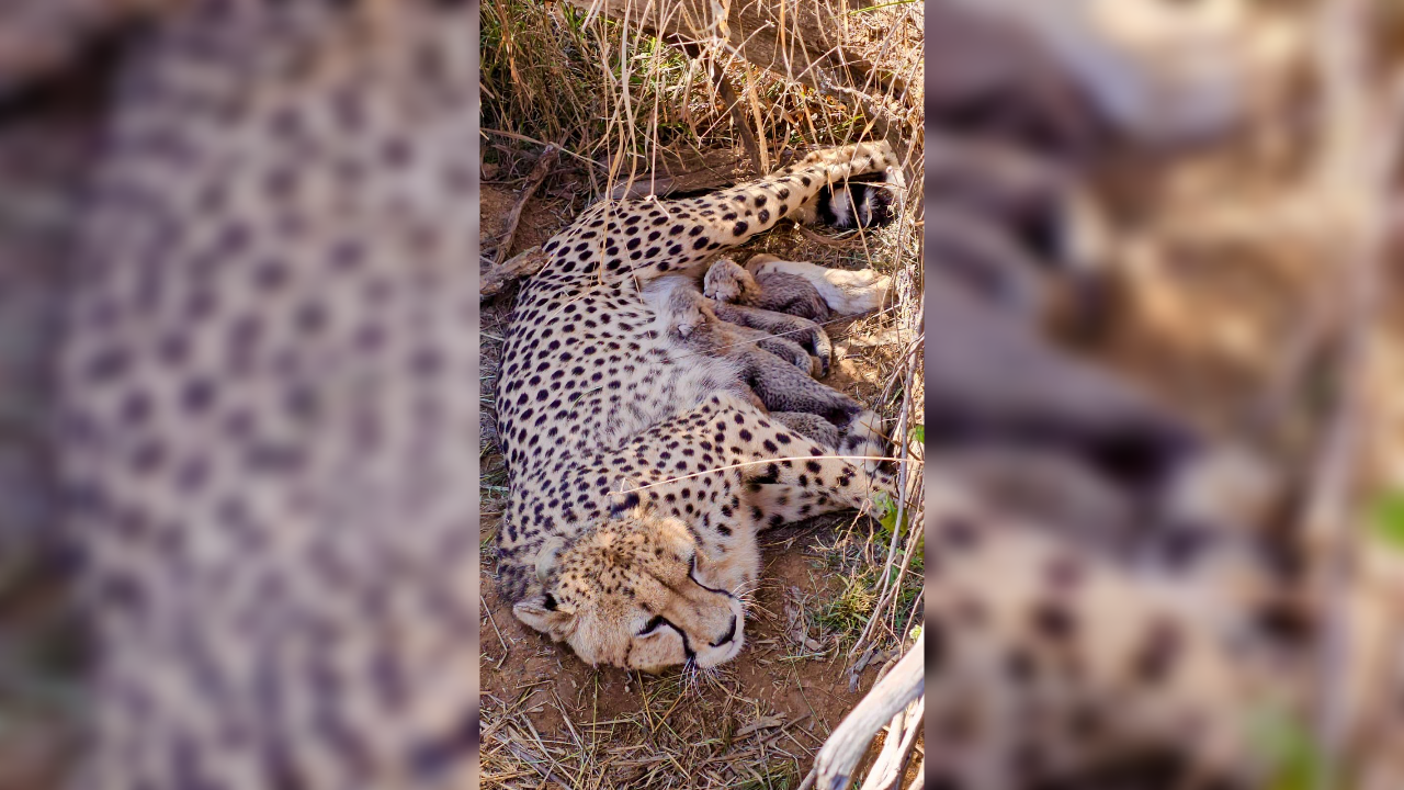 India's cheetah population crosses 50 after five cubs born at Kuno National Park