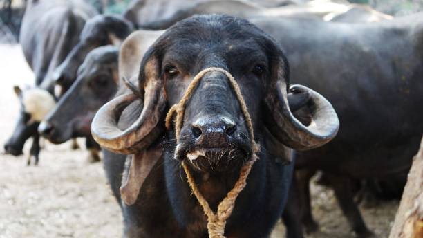 Two 'cow vigilantes’ held for allegedly forcing truck helper to eat dung in Pune