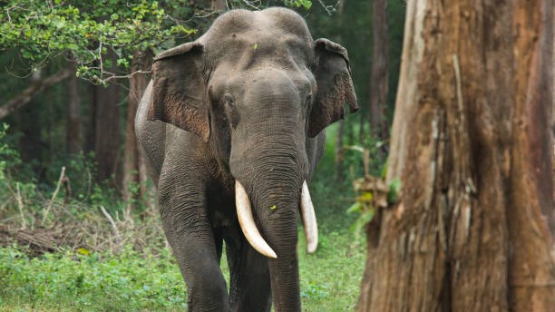 Karnataka: 55-year-old woman trampled to death by wild elephant in Kodagu