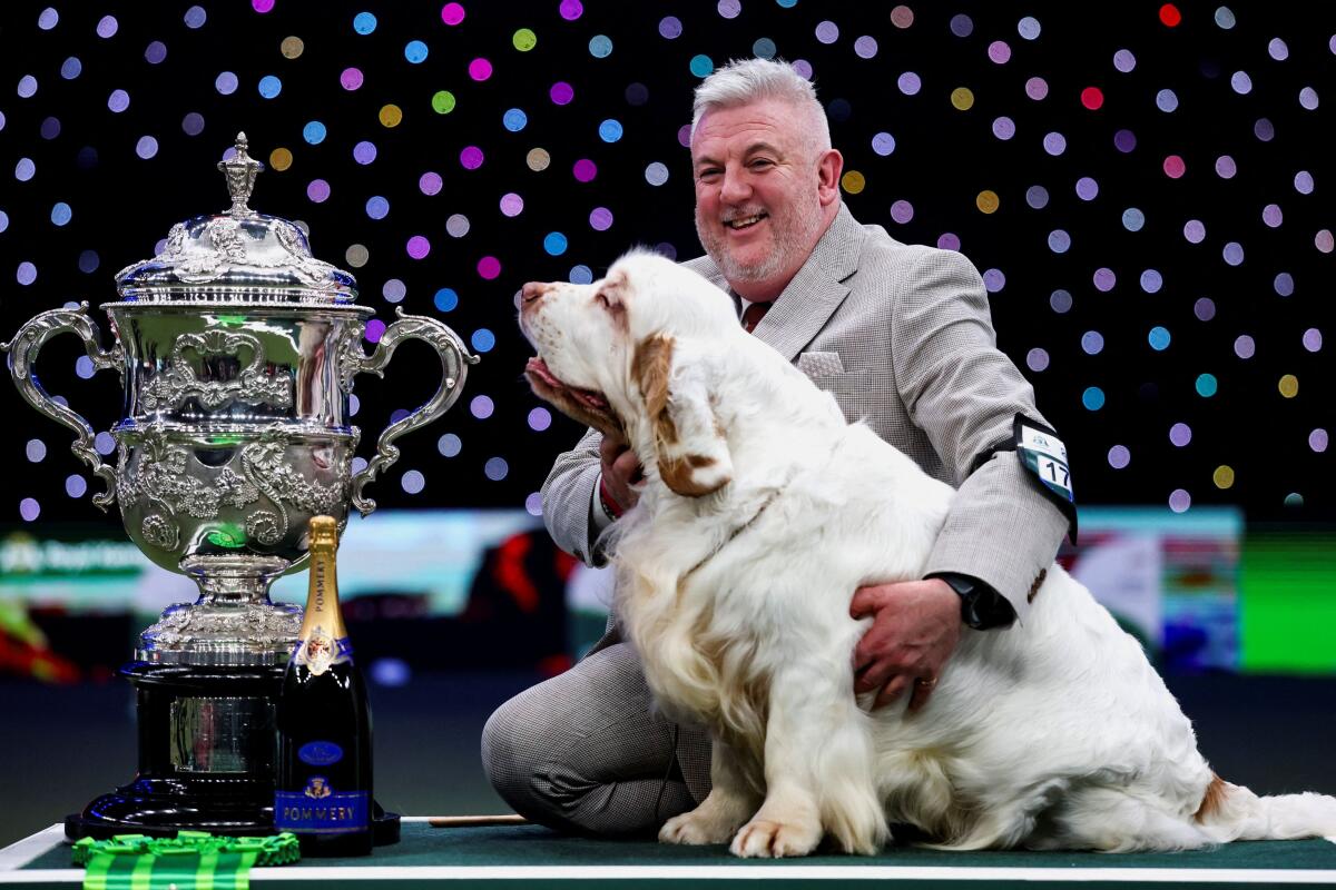 Handler Lee Cox and Bruin the Clumber Spaniel pose with the trophy after winning best in show on the final day of the Crufts Dog Show in Birmingham, Britain.