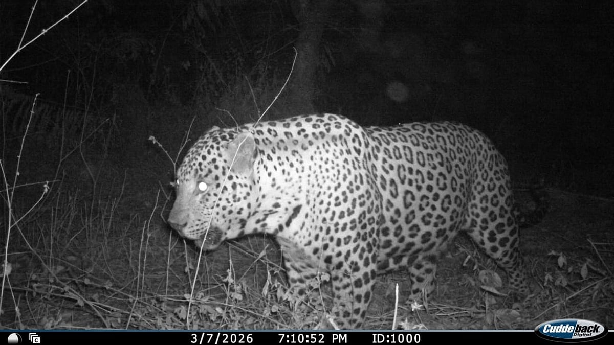 Wildlife Overpass in Bengaluru Proves Vital for Elephants and Leopards