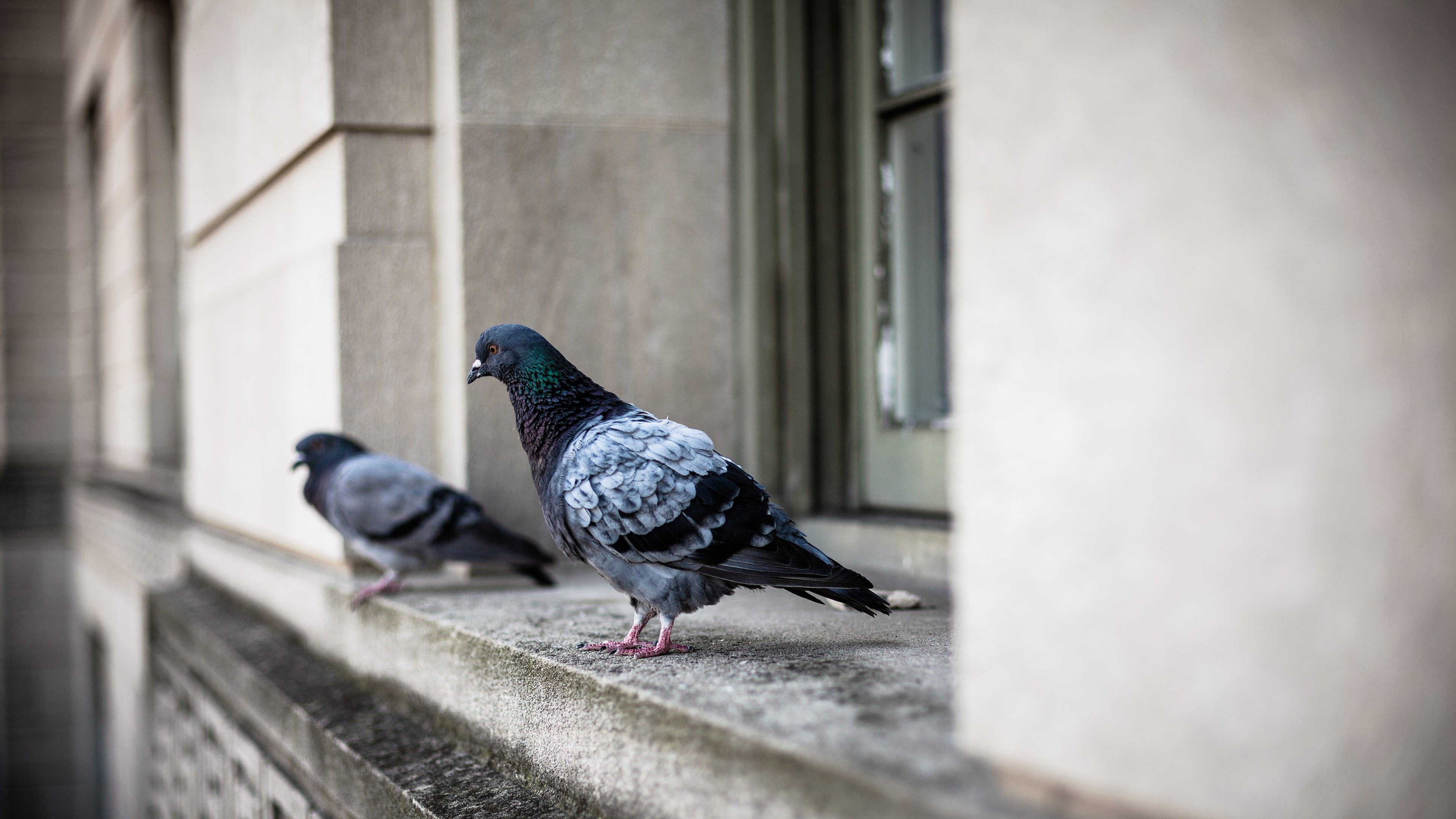 Is pigeon dropping killing you? Doctors warn about silent symptoms of lung fibrosis