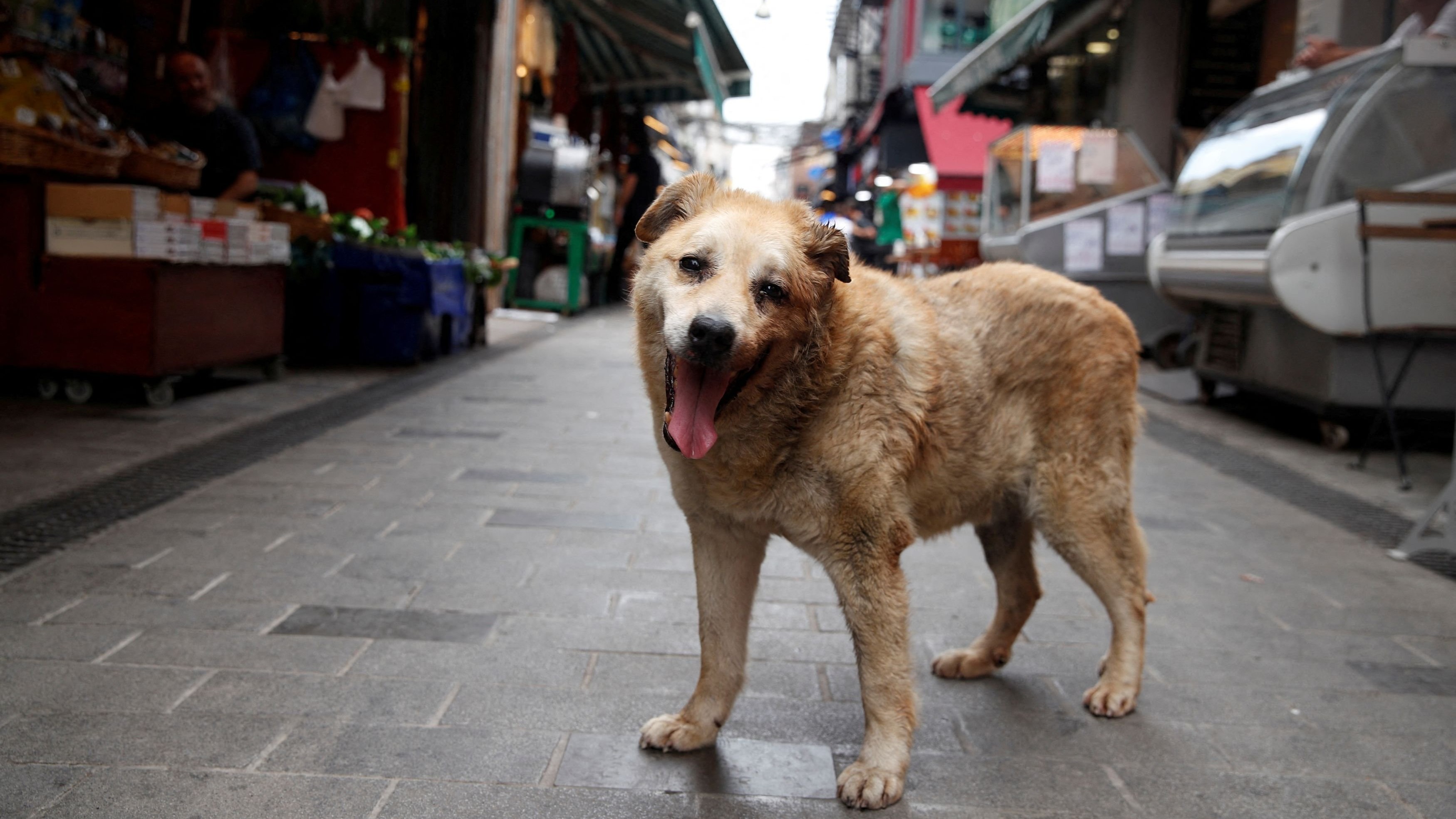 SC seeks Centre's response on plea challenging validity of rule on custody of animals
