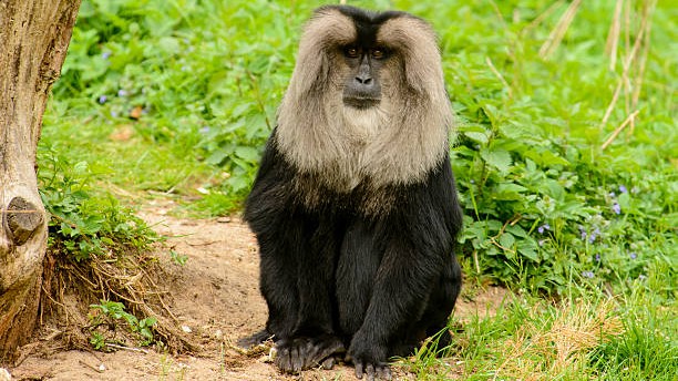 Karnataka High Court halts activities in Sharavati Lion-Tailed Macaque Sanctuary over pumped storage project