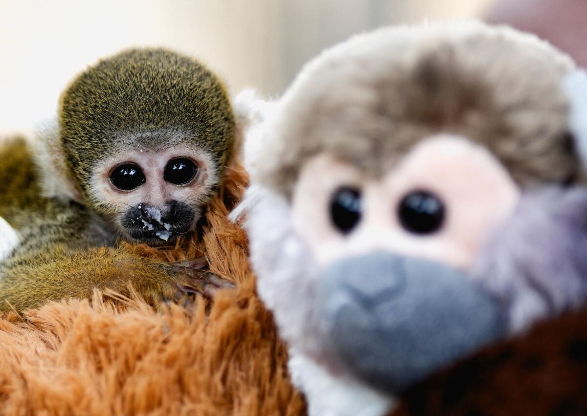 A baby Peruvian friar monkey named Punch, named after the Japanese monkey Punch, who was separated from his mother at birth and trafficked from the Peruvian Amazon, hugs a stuffed animal at Parque Huascar Zoo, in Lima, Peru.
