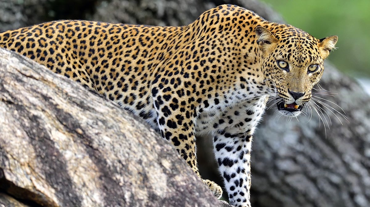 Leopard Conflict: Human-Wildlife Divide in India