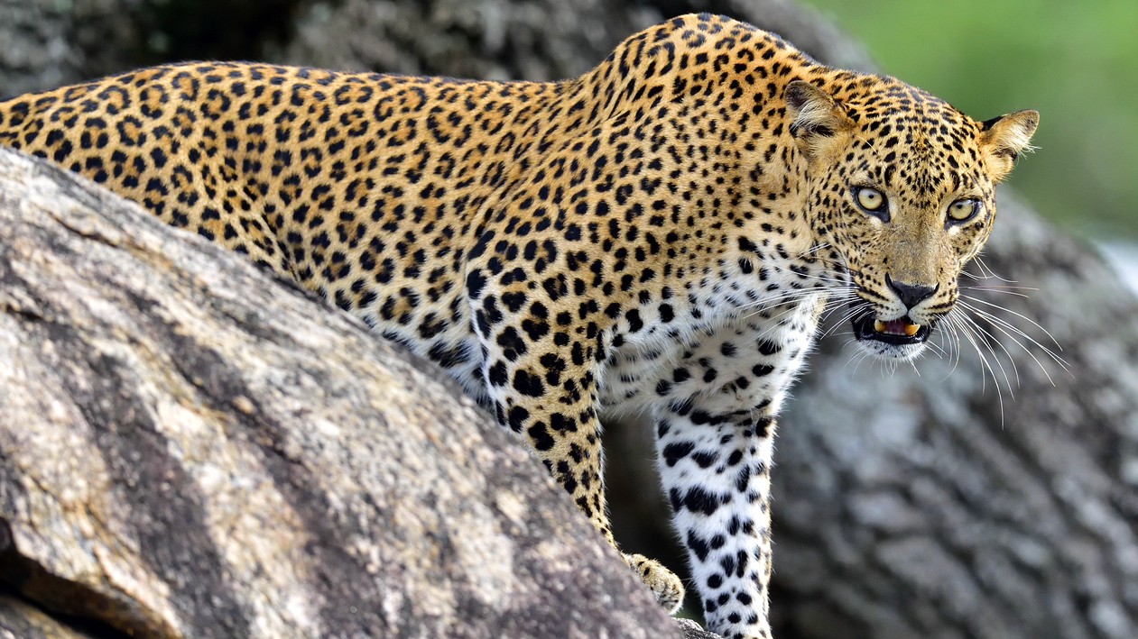 Mysuru: Leopard killed by gunfire, Forest Minister seeks detailed investigation