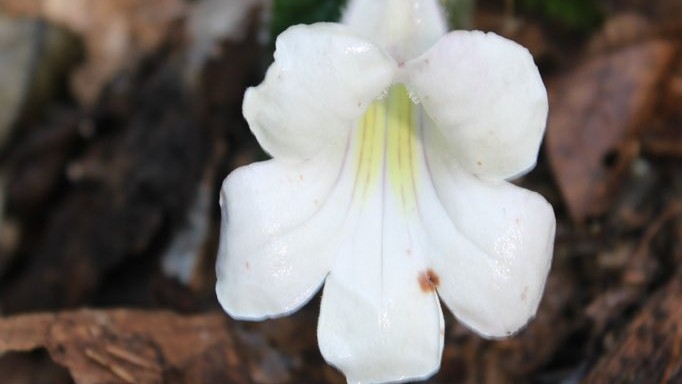 Rare plant species rediscovered in Arunachal Pradesh after 189 years