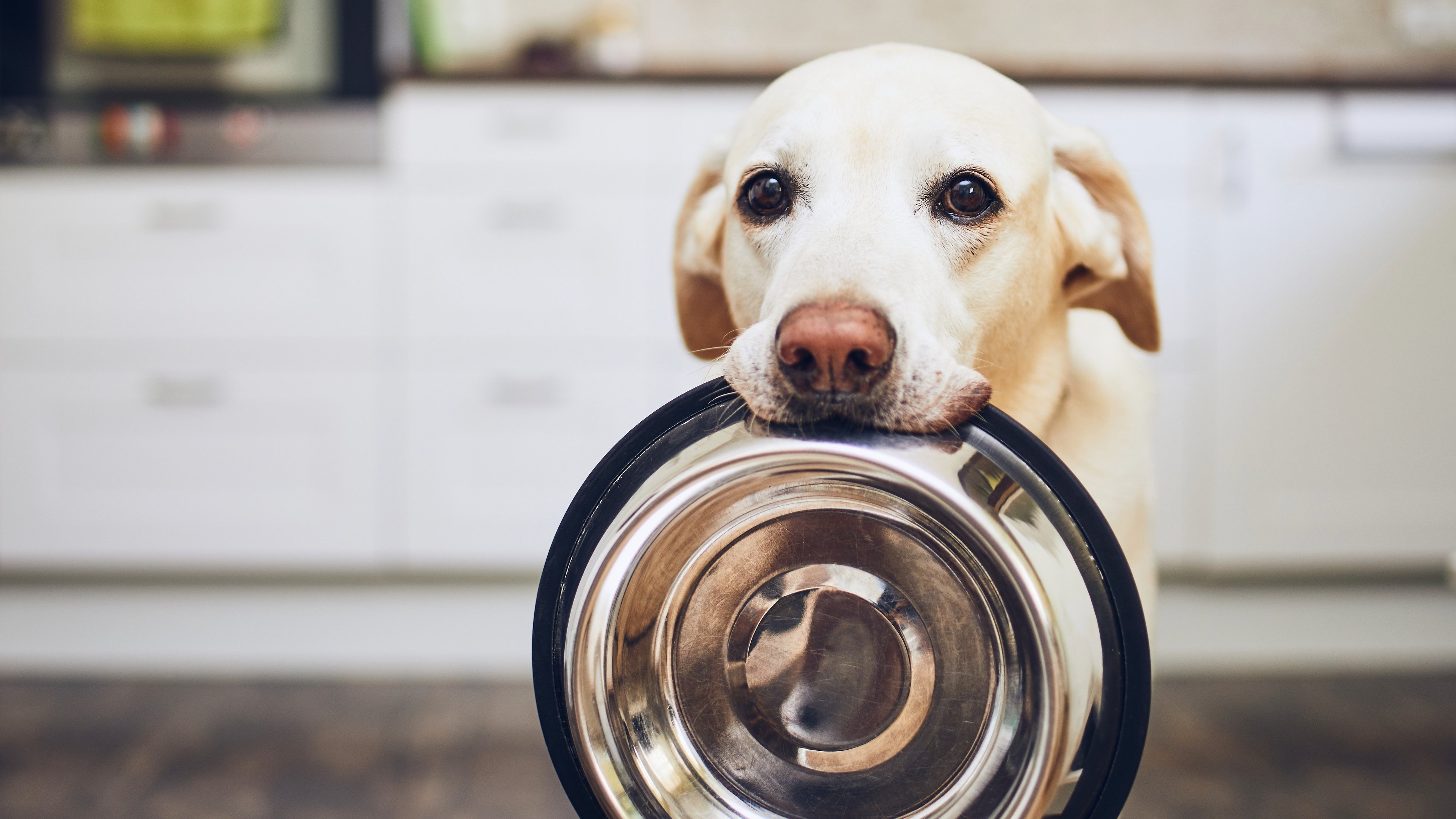 PAWS & LIFE: Revelling in the comfort of the ordinary
