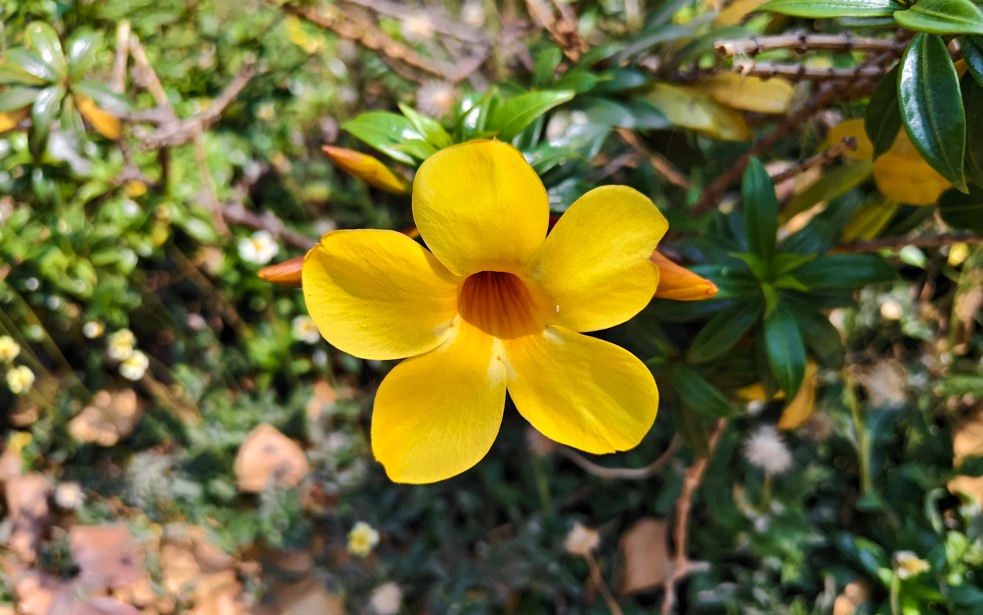 iQOO 15R's camera sample.