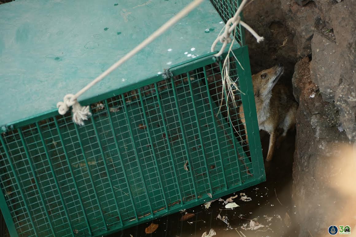 Jackal being rescued from the well. 