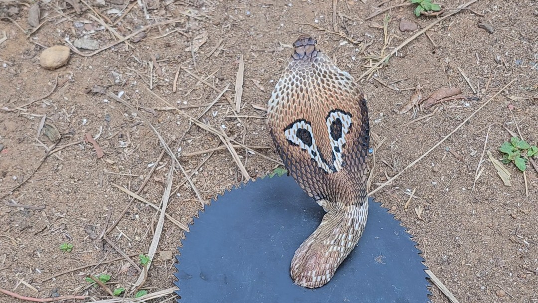 Cobra trapped in brush cutter blade rescued after two-hour effort in Karnataka's Bantwal taluk