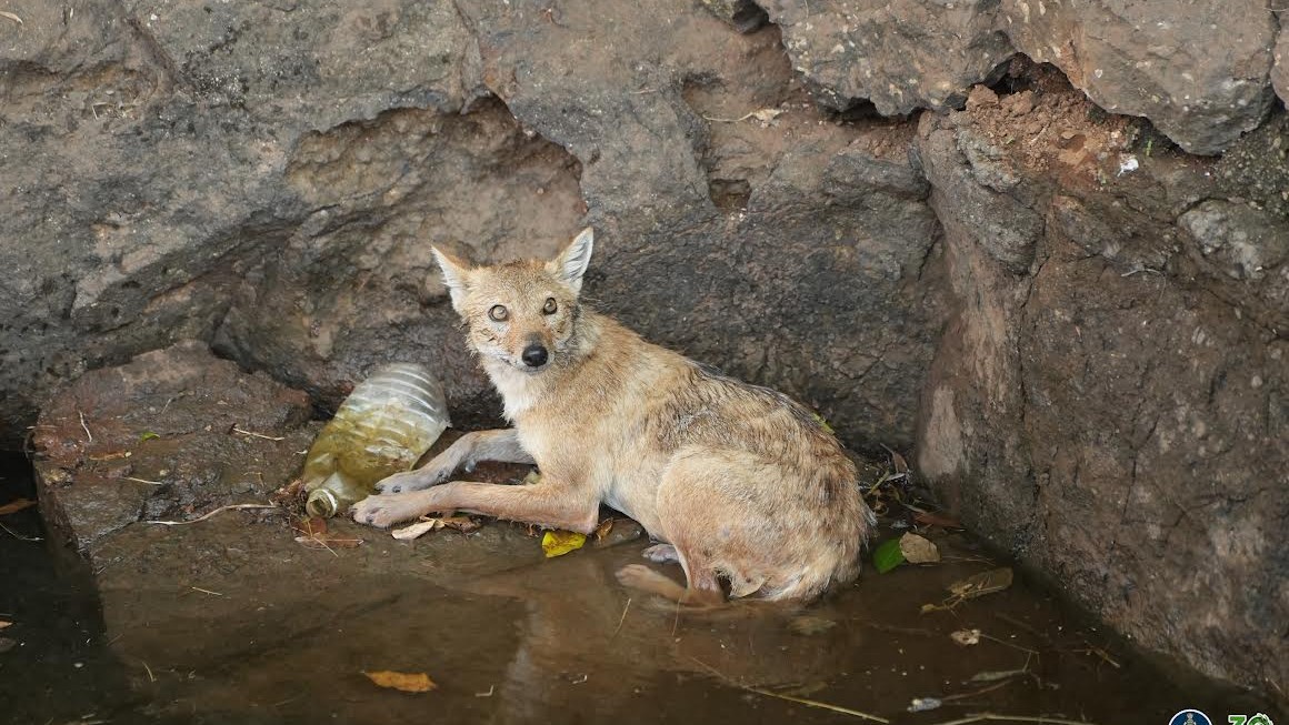 Maharashtra: Jackal rescued uninjured from 15-foot-deep well after 1.5-hour operation