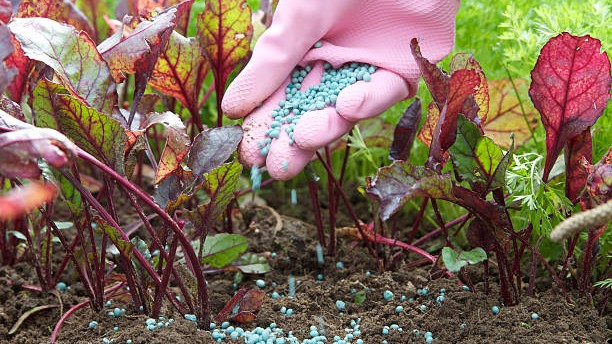 West Asia crisis disrupts fertiliser production, exports in Middle East as farmers prepare for planting seasons