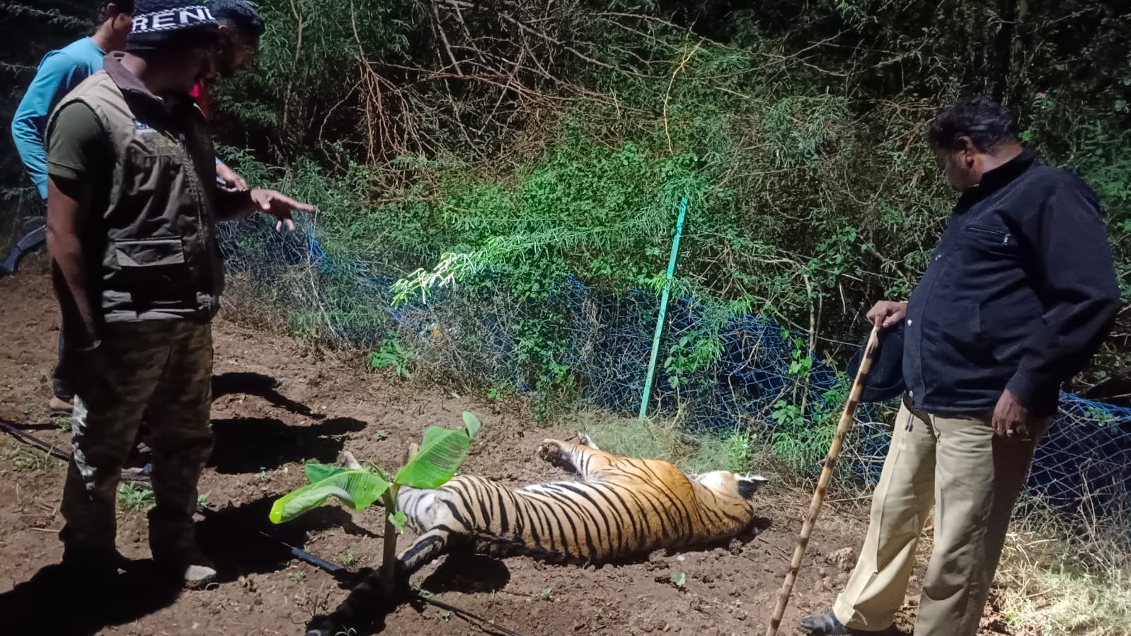 Tiger dies of electrocution at Karnataka's Bandipur buffer zone