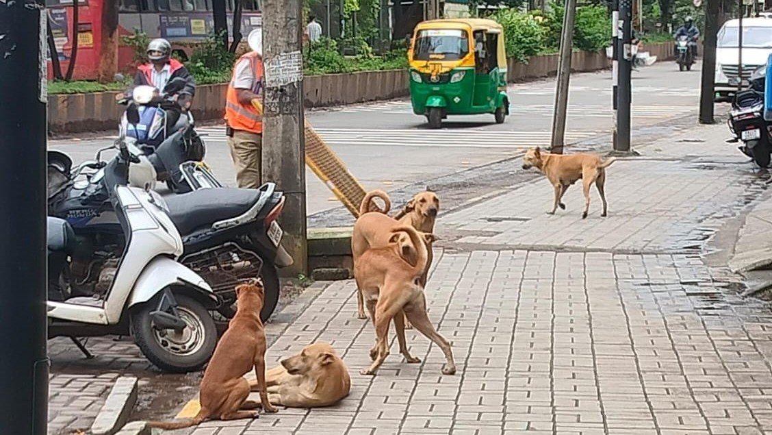 Health dept takes up 'rabies-free initiative' in 11 cities including Mysuru