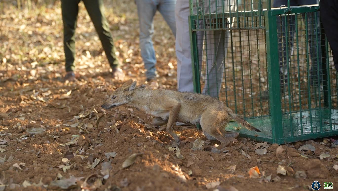 The Jackal being released into the wildlife.