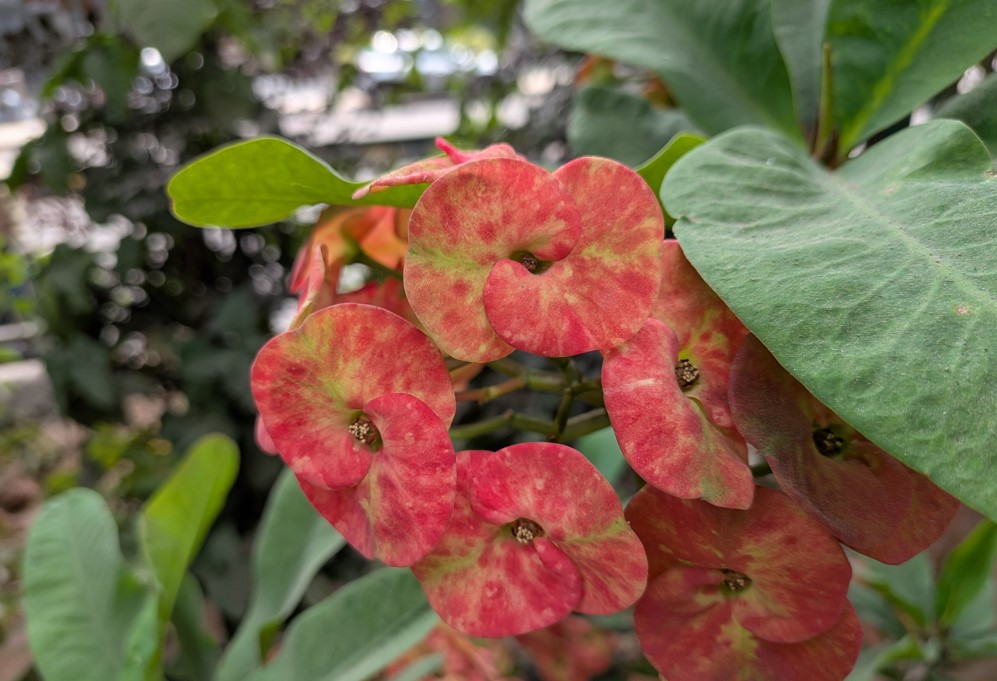 Google Pixel 10a's camera sample.