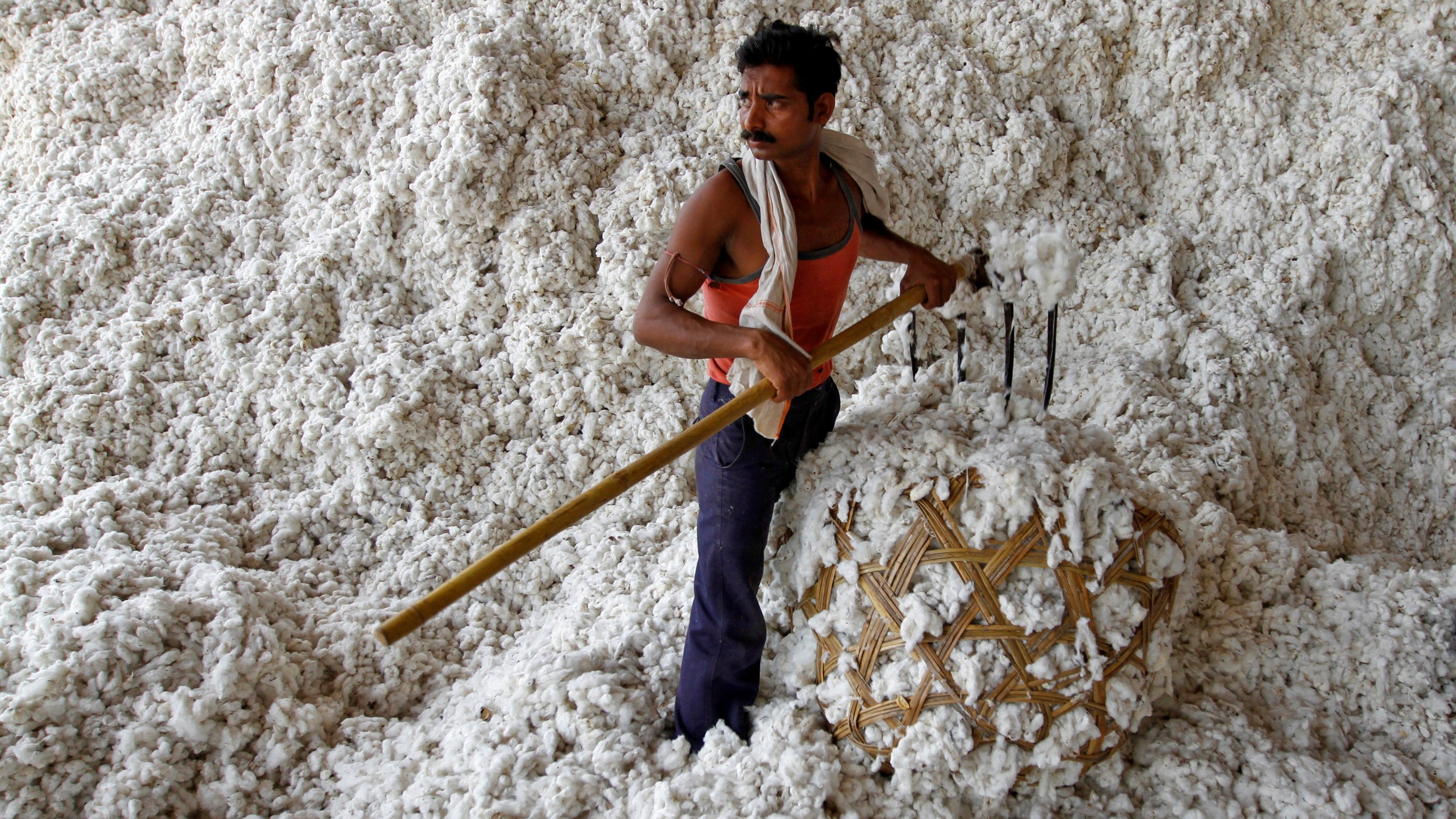 Centre approves Rs 1,718.56 cr to CCI for cotton procurement operations