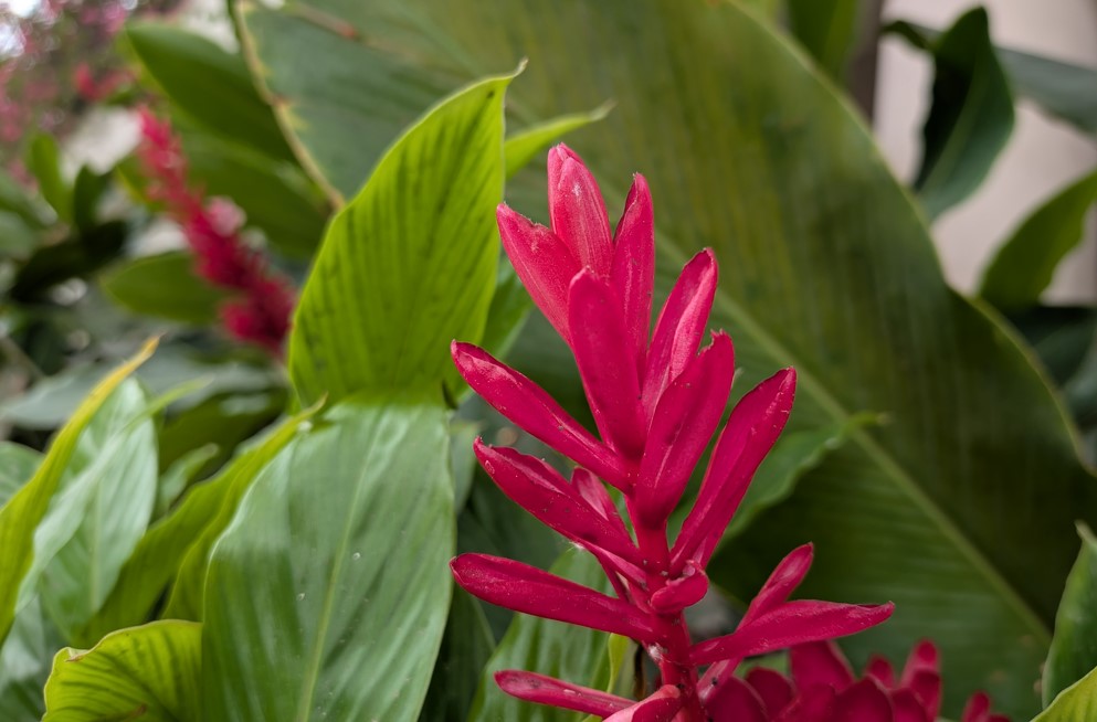 Google Pixel 10a's camera sample.