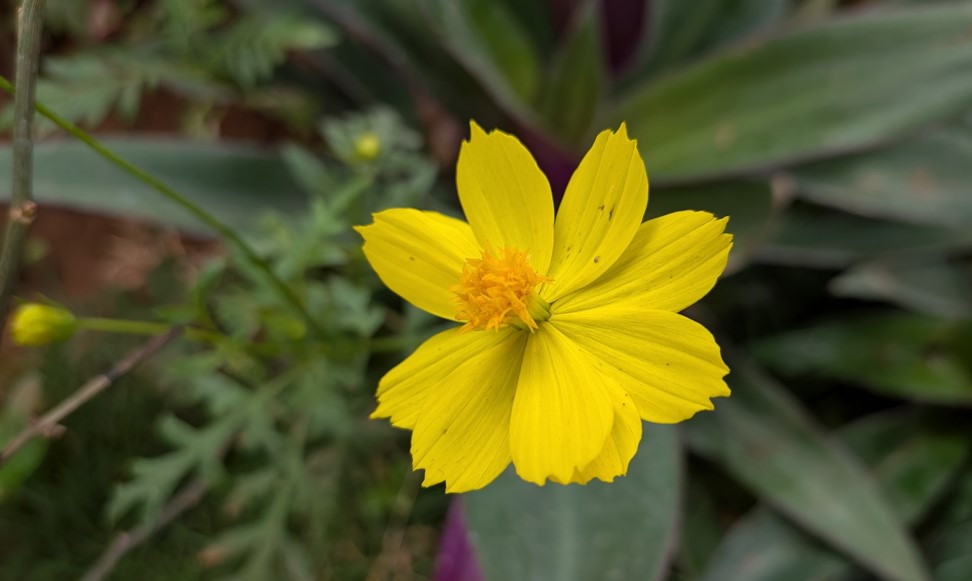 Google Pixel 10a's camera sample.