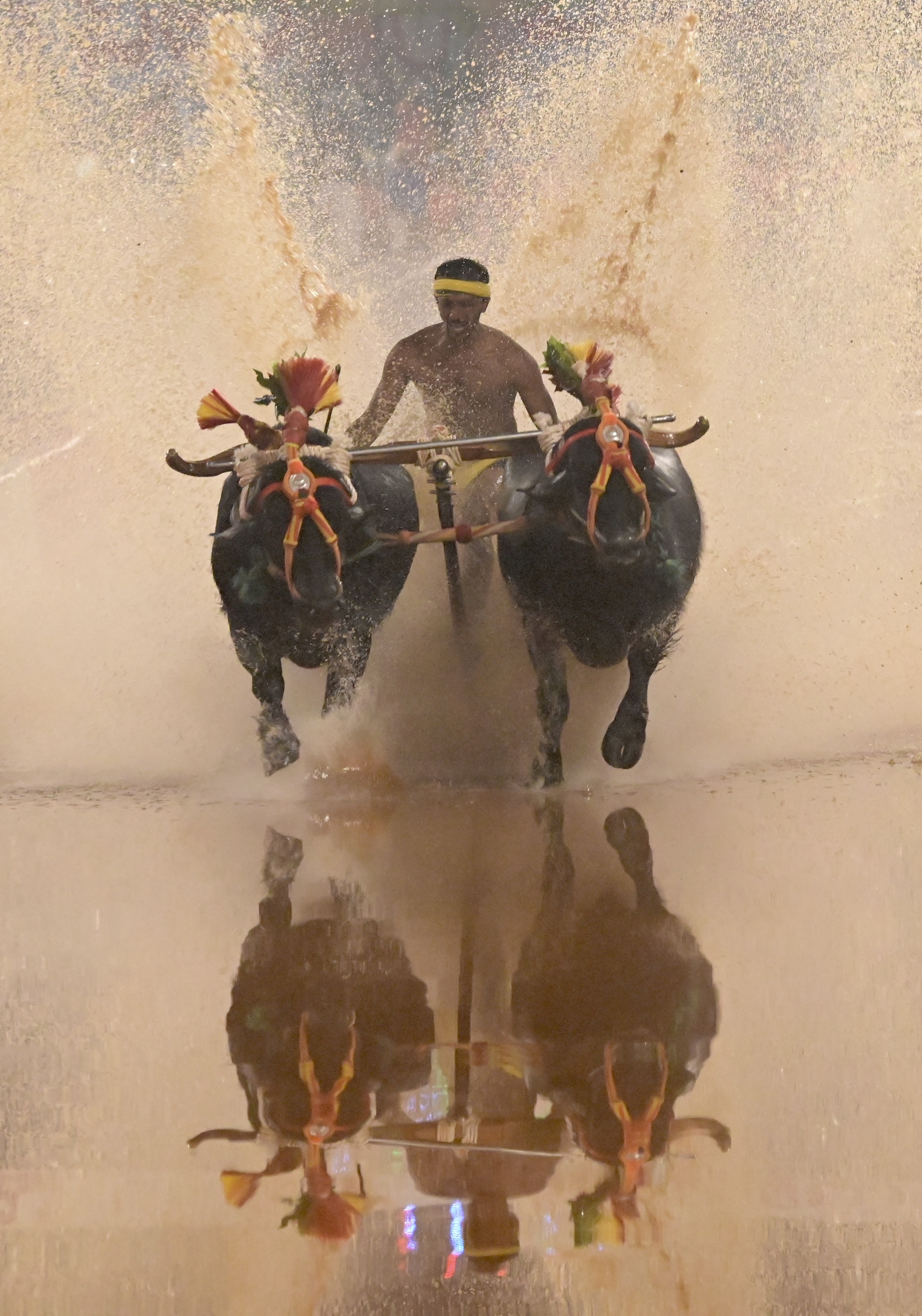 Kambala jockey Bhatkala Pandu in action with a pair of buffaloes owned by Rama Suvarna at Veera-Vikrama Jodukare Kambala at Kodange in Bantwal taluk. 