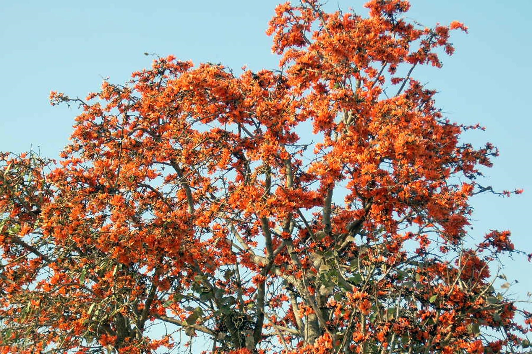 A flame of the forest. 